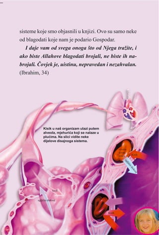 sisteme koje smo objasnili u knjizi. Ovo su samo neke
od blagodati koje nam je podario Gospodar.
I daje vam od svega onoga što od Njega tražite, i
ako biste Allahove blagodati brojali, ne biste ih na-
brojali. Èovjek je, uistinu, nepravedan i nezahvalan.
(Ibrahim, 34)
Kisik u naš organizam ulazi putem
alveola, mjehuriæa koji se nalaze u
pluæima. Na slici vidite neke
dijelove disajnoga sistema.
Kisik
crvena
krvna
zrnca
ugljiènidioksid
ugljièni dioksid
Kisik
kisik
 
