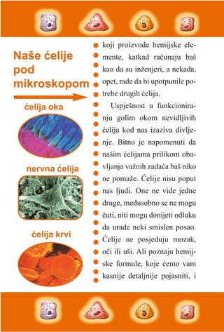 koji proizvode hemijske ele-
mente, katkad raèunaju baš
kao da su inženjeri, a nekada,
opet, rade da bi upotpunile po-
trebe drugih æelija.
Uspješnost u funkcionira-
nju golim okom nevidljivih
æelija kod nas izaziva divlje-
nje. Bitno je napomenuti da
našim æelijama prilikom oba-
vljanja važnih zadaæa baš niko
ne pomaže. Æelije nisu poput
nas ljudi. One ne vide jedne
druge, meðusobno se ne mogu
èuti, niti mogu donijeti odluku
da urade neki smislen posao.
Æelije ne posjeduju mozak,
oèi ili uši. Ali poznaju hemij-
ske formule, koje æemo vam
kasnije detaljnije pojasniti, i
Naše æelije
pod
mikroskopom
nervna æelija
æelija krvi
æelija oka
 
