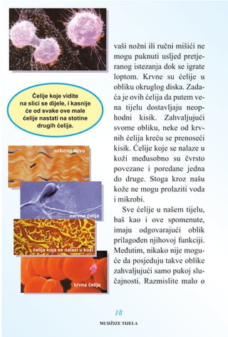 vaši nožni ili ruèni mišiæi ne
mogu puknuti usljed pretje-
ranog istezanja dok se igrate
loptom. Krvne su æelije u
obliku okruglog diska. Zada-
æa je ovih æelija da putem ve-
na tijelu dostavljaju neop-
hodni kisik. Zahvaljujuæi
svome obliku, neke od krv-
nih æelija kreæu se prenoseæi
kisik. Æelije koje se nalaze u
koži meðusobno su èvrsto
povezane i poredane jedna
do druge. Stoga kroz našu
kože ne mogu prolaziti voda
i mikrobi.
Sve æelije u našem tijelu,
baš kao i ove spomenute,
imaju odgovarajuæi oblik
prilagoðen njihovoj funkciji.
Meðutim, nikako nije mogu-
æe da posjeduju takve oblike
zahvaljujuæi samo pukoj slu-
èajnosti. Razmislite malo o
1188
Æelije koje vidite
na slici se dijele, i kasnije
æe od svake ove male
æelije nastati na stotine
drugih æelija.
mišiæno tkivo
krvna æelija
nervna æelija
æelija koja se nalazi u koži
MUDŽIZE TIJELA
 