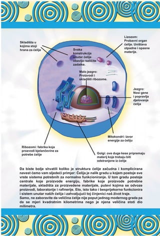 Da biste bolje shvatili koliko je struktura æelije zaèudna i komplicirana
navest æemo vam sljedeæi primjer: Æelija je nalik gradu u kojem postoje sve
vrste sistema potrebnih za normalno funkcioniranje. U tom gradu postoje
centrale koje proizvode energiju, fabrike koje proizvode potrebne
materijale, skladišta za proizvedene materijale, putevi kojima se odvoze
proizvodi, laboratorije i rafinerije. Eto, isto tako i besprijekorno funkcionira
i sistem unutar naših æelija i zahvaljujuæi toj èinjenici naš život traje.
Samo, ne zaboravite da velièina æelije nije poput jednog modernog grada pa
da se mjeri kvadratnim kilometrima nego je njena velièina stoti dio
milimetra.
Skladišta u
kojima stoji
hrana za æelije
Malo jezgro:
Proizvodi i
skladišti ribozome.
Lizozom:
Probavni organ
æelije. Uništava
otpadne i opasne
materije.
Svaka
konstrukcija
unutar æelije
obavlja razlièite
zadatke.
Jezgro:
Nosi gene
i popravlja
djelovanje
æelija
Mitokondri: izvor
energije za æeliju
Golgi: ove duge kese pripremaju
materij koje trebaju biti
odstranjene iz æelije
Ribozomi: fabrika koja
prozvodi bjelanèevine za
potrebe æelije
 