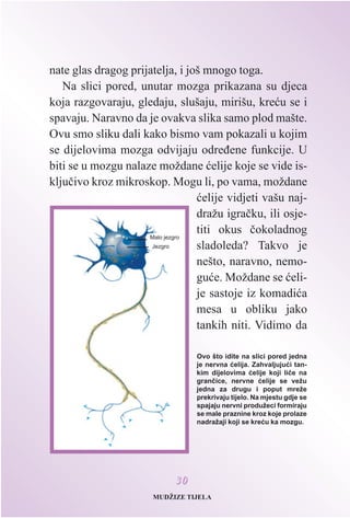 nate glas dragog prijatelja, i još mnogo toga.
Na slici pored, unutar mozga prikazana su djeca
koja razgovaraju, gledaju, slušaju, mirišu, kreæu se i
spavaju. Naravno da je ovakva slika samo plod mašte.
Ovu smo sliku dali kako bismo vam pokazali u kojim
se dijelovima mozga odvijaju odreðene funkcije. U
biti se u mozgu nalaze moždane æelije koje se vide is-
kljuèivo kroz mikroskop. Mogu li, po vama, moždane
æelije vidjeti vašu naj-
dražu igraèku, ili osje-
titi okus èokoladnog
sladoleda? Takvo je
nešto, naravno, nemo-
guæe. Moždane se æeli-
je sastoje iz komadiæa
mesa u obliku jako
tankih niti. Vidimo da
Ovo što idite na slici pored jedna
je nervna æelija. Zahvaljujuæi tan-
kim dijelovima æelije koji lièe na
granèice, nervne æelije se vežu
jedna za drugu i poput mreže
prekrivaju tijelo. Na mjestu gdje se
spajaju nervni produžeci formiraju
se male praznine kroz koje prolaze
nadražaji koji se kreæu ka mozgu.
Malo jezgro
Jezgro
MUDŽIZE TIJELA
3300
 