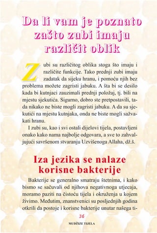 3366
DDaa llii vvaamm jjee ppoozznnaattoo
zzaaššttoo zzuubbii iimmaajjuu
rraazzlliièèiitt oobblliikk
ZZ
ubi su razlièitog oblika stoga što imaju i
razlièite funkcije. Tako prednji zubi imaju
zadatak da sijeku hranu, i pomoæu njih bez
problema možete zagristi jabuku. A šta bi se desilo
kada bi kutnjaci zauzimali prednji položaj, tj. bili na
mjestu sjekutiæa. Sigurno, dobro ste pretpostavili, ta-
da nikako ne biste mogli zagristi jabuku. A da su sje-
kutiæi na mjestu kutnjaka, onda ne biste mogli sažva-
kati hranu.
I zubi su, kao i svi ostali dijelovi tijela, postavljeni
onako kako nama najbolje odgovara, a sve to zahval-
jujuæi savršenom stvaranju Uzvišenoga Allaha, dž.š.
Iza jezika se nalazeIza jezika se nalaze
korisne bakterijekorisne bakterije
Bakterije se generalno smatraju štetnima, i kako
bismo se saèuvali od njihova negativnoga utjecaja,
moramo paziti na èistoæu tijela i okruženja u kojem
živimo. Meðutim, znanstvenici su posljednjih godina
otkrili da postoje i korisne bakterije unutar našega ti-
MUDŽIZE TIJELA
 
