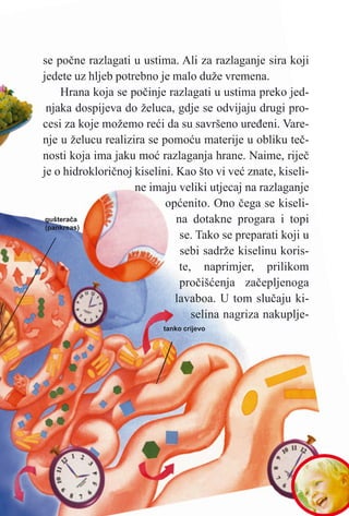 se poène razlagati u ustima. Ali za razlaganje sira koji
jedete uz hljeb potrebno je malo duže vremena.
Hrana koja se poèinje razlagati u ustima preko jed-
njaka dospijeva do želuca, gdje se odvijaju drugi pro-
cesi za koje možemo reæi da su savršeno ureðeni. Vare-
nje u želucu realizira se pomoæu materije u obliku teè-
nosti koja ima jaku moæ razlaganja hrane. Naime, rijeè
je o hidrokloriènoj kiselini. Kao što vi veæ znate, kiseli-
ne imaju veliki utjecaj na razlaganje
opæenito. Ono èega se kiseli-
na dotakne progara i topi
se. Tako se preparati koji u
sebi sadrže kiselinu koris-
te, naprimjer, prilikom
proèišæenja zaèepljenoga
lavaboa. U tom sluèaju ki-
selina nagriza nakuplje-
gušteraèa
(pankreas)
tanko crijevo
 