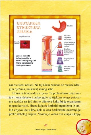 nanese štetu želucu. Na taj naèin želudac ne razlaže (dru-
gim rijeèima, uništava) samog sebe.
Hrana iz želuca ide u crijeva. Tu prolazi kroz dvije vrs-
te crijeva: debelo i tanko, gdje se tijekom svoga putova-
nja razlaže na još sitnije dijelove kako bi je organizam
mogao koristiti. Hrana koja æe koristiti organizmu iz tan-
kih crijeva ide u krv, dok se ona beskorisna odstranjuje
preko debelog crijeva. Veoma je važna ova etapa u kojoj
4455
Luèeæi razlièite
luèevine æelije u
želucu omoguæuju da
hrana koju jedemo
bude provarena.
želuèana
æelija koja
luèi mukus
druga želuèana
æelija koja luèi
mukus
želuèana
æelija koja luèi
hidrokloriènu
kiselinu
æelija koja luèi
pepsin
želuèana æelija
koja luèi
gastrin
želudac
æelija sluzokože
želudaèna
udubina
UUNNUUTTAARRNNJJAA
SSTTRRUUKKTTUURRAA
ŽŽEELLUUCCAA
Harun Yahya (Adnan Oktar)
 