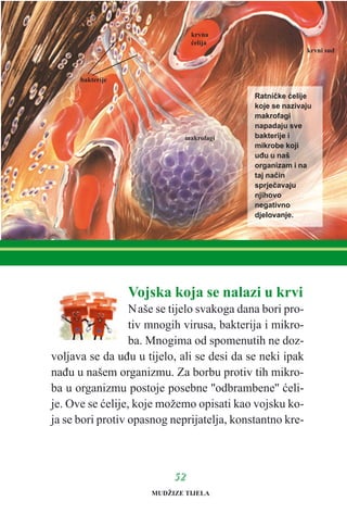 Vojska koja se nalazi u krvi
Naše se tijelo svakoga dana bori pro-
tiv mnogih virusa, bakterija i mikro-
ba. Mnogima od spomenutih ne doz-
voljava se da uðu u tijelo, ali se desi da se neki ipak
naðu u našem organizmu. Za borbu protiv tih mikro-
ba u organizmu postoje posebne ''odbrambene'' æeli-
je. Ove se æelije, koje možemo opisati kao vojsku ko-
ja se bori protiv opasnog neprijatelja, konstantno kre-
5522
Ratnièke æelije
koje se nazivaju
makrofagi
napadaju sve
bakterije i
mikrobe koji
uðu u naš
organizam i na
taj naèin
sprjeèavaju
njihovo
negativno
djelovanje.
krvni sud
krvna
æelija
makrofagi
bakterije
MUDŽIZE TIJELA
 
