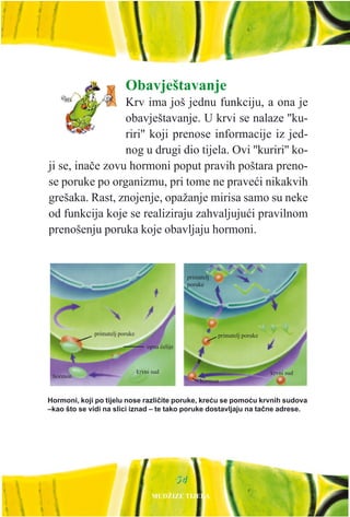 Obavještavanje
Krv ima još jednu funkciju, a ona je
obavještavanje. U krvi se nalaze ''ku-
riri'' koji prenose informacije iz jed-
nog u drugi dio tijela. Ovi ''kuriri'' ko-
ji se, inaèe zovu hormoni poput pravih poštara preno-
se poruke po organizmu, pri tome ne praveæi nikakvih
grešaka. Rast, znojenje, opažanje mirisa samo su neke
od funkcija koje se realiziraju zahvaljujuæi pravilnom
prenošenju poruka koje obavljaju hormoni.
5544
Hormoni, koji po tijelu nose razlièite poruke, kreæu se pomoæu krvnih sudova
–kao što se vidi na slici iznad – te tako poruke dostavljaju na taène adrese.
hormon
hormon
primatelj
poruke
primatelj poruke primatelj poruke
krvni sud krvni sud
opna æelije
MUDŽIZE TIJELA
 