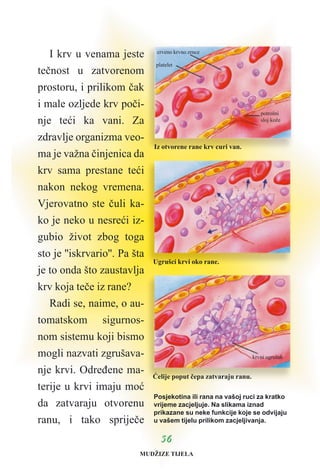 I krv u venama jeste
teènost u zatvorenom
prostoru, i prilikom èak
i male ozljede krv poèi-
nje teæi ka vani. Za
zdravlje organizma veo-
ma je važna èinjenica da
krv sama prestane teæi
nakon nekog vremena.
Vjerovatno ste èuli ka-
ko je neko u nesreæi iz-
gubio život zbog toga
sto je ''iskrvario''. Pa šta
je to onda što zaustavlja
krv koja teèe iz rane?
Radi se, naime, o au-
tomatskom sigurnos-
nom sistemu koji bismo
mogli nazvati zgrušava-
nje krvi. Odreðene ma-
terije u krvi imaju moæ
da zatvaraju otvorenu
ranu, i tako sprijeèe
5566
Posjekotina ili rana na vašoj ruci za kratko
vrijeme zacjeljuje. Na slikama iznad
prikazane su neke funkcije koje se odvijaju
u vašem tijelu prilikom zacjeljivanja.
Iz otvorene rane krv curi van.
Ugrušci krvi oko rane.
Æelije poput èepa zatvaraju ranu.
crveno krvno zrnce
platelet
potrošni
sloj kože
krvni ugrušak
MUDŽIZE TIJELA
 
