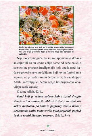 Nije uopæe moguæe da se sve spomenuto dešava
sluèajno ili da su krvne æelije same od sebe nauèile
sve te silne procese. Inteligencija koja upada u oèi ka-
da se govori o krvnim æelijama i njihovim funkcijama
sigurno ne pripada samim æelijama. Njih nadahnjuje
Allah, zahvaljujuæi èemu æelije besprijekorno oba-
vljaju svoje zadaæe.
O tome Allah, dž. š.,
Onaj koji je sedam nebesa jedna iznad drugih
stvorio – ti u onome što Milostivi stvara ne vidiš ni-
kakva nesklada, pa ponovo pogledaj vidiš li ikakav
nedostatak, zatim ponovo više puta pogledaj, pogled
æe ti se vratiti klonuo i umoran. (Mulk, 3-4)
5588
Meðu ugrušcima krvi koji su u obliku konca vide se crvena
krvna zrnca (eritrociti) kako su se zakoèila. Zahvaljujuæi tome,
krv vrlo brzo prestane teæi iz mjesta koje ste porezali ili
ozlijedili.
MUDŽIZE TIJELA
 