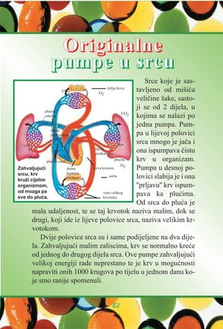 Srce koje je sas-
tavljeno od mišiæa
velièine šake, sasto-
ji se od 2 dijela, u
kojima se nalazi po
jedna pumpa. Pum-
pa u lijevoj polovici
srca mnogo je jaèa i
ona ispumpava èistu
krv u organizam.
Pumpa u desnoj po-
lovici slabija je i ona
''prljavu'' krv ispum-
pava ka pluæima.
Od srca do pluæa je
mala udaljenost, te se taj krvotok naziva malim, dok se
drugi, koji ide iz lijeve polovice srca, naziva velikim kr-
votokom.
Dvije polovice srca su i same podijeljene na dva dije-
la. Zahvaljujuæi malim zaliscima, krv se normalno kreæe
od jednog do drugog dijela srca. Ove pumpe zahvaljujuæi
velikoj energiji rade neprestano te je krv u moguænosti
napraviti onih 1000 krugova po tijelu u jednom danu ko-
je smo ranije spomenuli.
OOrriiggiinnaallnnee
ppuummppee uu ssrrccuu
66662222
pluæna
pluæna
æelija tkiva
pluæna
arterija
desna
pretkomora
lijeva
pretkomora
lijeva komoradesna
komora
(srèana) aorta
vene velikog
krvotoka
pluæna vena
CO2
CO2
CO2
O2
O2
O2
Zahvaljujuæi
srcu, krv
kruži cijelim
organizmom,
od mozga pa
sve do pluæa.
 