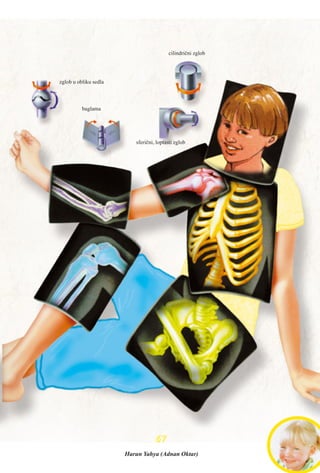 6677
baglama
zglob u obliku sedla
cilindrièni zglob
sferièni, loptasti zglob
Harun Yahya (Adnan Oktar)
 