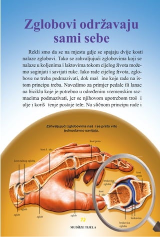 Rekli smo da se na mjestu gdje se spajaju dvije kosti
nalaze zglobovi. Tako se zahvaljujući zglobovima koji se
nalaze u koljenima i laktovima tokom cijelog života može-
mo saginjati i savijati ruke. Iako rade cijelog života, zglo-
bove ne treba podmazivati, dok maš ine koje rade na is-
tom principu treba. Navedimo za primjer pedale ili lanac
na biciklu koje je potrebno u određenim vremenskim raz-
macima podmazivati, jer se njihovom upotrebom troš i
ulje i koriš tenje postaje teže. Na sličnom principu rade i
77722
Zahvaljujući zglobovima naš i se prsto vrlo
jednostavno savijaju.
kost ručnog zgloba
kost š ake
kost
š ake
kost prsta
kost
prsta
hrskavica
zgloba
zglobzglob
zglob
zglob
hrskavica
zgloba
hrskavica
Zglobovi održavaju
sami sebe
MUDŽIZE TIJELA
 