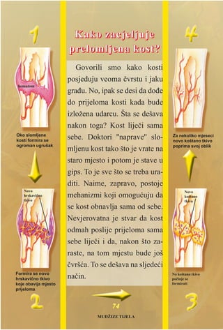 Govorili smo kako kosti
posjeduju veoma èvrstu i jaku
graðu. No, ipak se desi da doðe
do prijeloma kosti kada bude
izložena udarcu. Šta se dešava
nakon toga? Kost lijeèi sama
sebe. Doktori ''naprave'' slo-
mljenu kost tako što je vrate na
staro mjesto i potom je stave u
gips. To je sve što se treba ura-
diti. Naime, zapravo, postoje
mehanizmi koji omoguæuju da
se kost obnavlja sama od sebe.
Nevjerovatna je stvar da kost
odmah poslije prijeloma sama
sebe lijeèi i da, nakon što za-
raste, na tom mjestu bude još
èvršæa. To se dešava na sljedeæi
naèin.
7744
hematom
Novo
hrskavièno
tkivo
Novo
koštano
tkivo
Oko slomljene
kosti formira se
ogroman ugrušak
No koštano tkivo
poèinje se
formirati
Za nekoliko mjeseci
novo koštano tkivo
poprima svoj oblik
Formira se novo
hrskavièno tkivo
koje obavija mjesto
prijeloma
KKaakkoo zzaaccjjeelljjuujjee
pprreelloommlljjeennaaa kkoosstt??
MUDŽIZE TIJELA
 