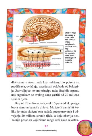 dlaèicama u nosu, zrak koji udišemo po potrebi se
proèišæava, ovlažuje, zagrijava i oslobaða od bakteri-
ja. Zahvaljujuæi ovom principu rada disajnih organa,
naš organizam se svakog dana zaštiti od 20 miliona
stranih tijela.
Broj od 20 miliona veæi je oko 5 puta od ukupnoga
broja stanovnika naše države. Možete li zamisliti ko-
liko je onda složena ova zadaæa prepoznavanja i od-
vajanja 20 miliona stranih tijela, a koju obavlja nos.
To nije posao za koji bismo mogli reæi kako se ostva-
miris
mirisne
molekule
receptor mirisa
dio mozga zadužen za miris
mirisni nervi
mirisni kanal
rešetasta kost
mirisne æelije
dlaèice
Dlaèice koje
se nalaze u
nosu rade
kao klima, i
imaju
zadatak da
proèiste zrak
koji
udišemo. Na
taj se naèin
naše tijelo
zaštiæuje od
mnogih
mikroba.
Harun Yahya (Adnan Oktar)
9911
 
