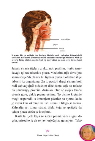 9955
žavaju strana tijela u zraku, npr. prašinu, i tako spre-
èavaju njihov ulazak u pluæa. Meðutim, nije dovoljno
samo sprijeèiti ulazak tih tijela u pluæa. Potrebno ih je
izbaciti iz organizma. Za to postoji drugi sistem koji
radi zahvaljujuæi siæušnim dlaèicama koje se nalaze
na unutarnjoj površini dušnika. One se uvijek kreæu
prema gore, dakle prema ustima. To bismo kretanje
mogli usporediti s kretanjem pšenice na vjetru, kada
je svaki klas okrenut na istu stranu i blago se talasa.
Zahvaljujuæi tome, strana tijela koja se sprijeèe da
uðu u pluæa kreæu se k ustima.
Kada ta tijela koja se kreæu prema vani stignu do
grla, prirodno je da se javi osjeæaj za gutanjem. Tako
U zraku što ga udišete ima bezbroj štetnih tvari i mikroba. Zahvaljujuæi
siæušnim dlaèicama u dušniku bivate zaštiæeni od mnogih mikroba. Allah je
stvorio takav sistem zaštite koji ne dozvoljava da nam ove štetne tvari
naude.
dušnik
jednjak
grkljan
vrata grkljana
Harun Yahya (Adnan Oktar)
 