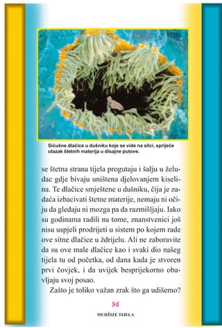 se štetna strana tijela progutaju i šalju u želu-
dac gdje bivaju uništena djelovanjem kiseli-
na. Te dlaèice smještene u dušniku, èija je za-
daæa izbacivati štetne materije, nemaju ni oèi-
ju da gledaju ni mozga pa da razmišljaju. Iako
su godinama radili na tome, znanstvenici još
nisu uspjeli prodrijeti u sistem po kojem rade
ove sitne dlaèice u ždrijelu. Ali ne zaboravite
da su ove male dlaèice kao i svaki dio našeg
tijela tu od poèetka, od dana kada je stvoren
prvi èovjek, i da uvijek besprijekorno oba-
vljaju svoj posao.
Zašto je toliko važan zrak što ga udišemo?
Siæušne dlaèice u dušniku koje se vide na slici, sprijeèe
ulazak štetnih materija u disajne putove.
MUDŽIZE TIJELA
9966
 