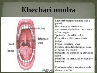 Reduce the respiration rate over a
period.
Duration- 5 to 10 minutes.
Awareness- physical- on the stretch
of the tongue
Spiritual- vishuddhi chakra.
Preacution – bitter secration is
tasted.
Contra indication- ulcer
Benefits- stimulate the no. of point
in back of the mouth
Stimulate the secration og gland and
saliva
Stimulate the prana and awaken the
kundalini.
Khechari mudra is assosiated with
the necter of life.
 