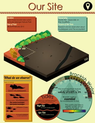 Our SiteOur Site
Man-made brackish lake system
at Kuala Selangor Nature Park
Location: Topography:
Research and do observation about
mudskippers and the ecosystem
Purpose of Site Visit:
our site
1 meter
Clay soil
Mud (brackish water)
Brackish
W
ater
Brackish
W
aterllllllllllllllllllllllllllll
lllllllllllllllllllllllllllllllllllllllllllllllllllllllll
lllllllllllllllllllll
Salinity
Comparison
meter
Mostly flat - especially on
the mudflats.
Date of Visit:
8 and 9 February 2015
The most important feature
of brackish water is its
salinity of 0.05% to 3%
(percentage of salt content in water)
Brackish water is
essential
for mudskippers to live
This particular lake is
slightly acidic which
means its pH is <7
1 7 14
0.05
0
1
3
10
5
30
(%)
Freshwater
Brack
ish
w
ater
Sea water
Bri
ne
w
ater
drinking
water
Baltic
Sea
Black
Sea
Paciﬁc
Ocean Red
Sea
Dead Sea
Important for mudskipper due to land
and water cycle. Will die if they
lack either of the factors.
High Tide
10-15cm water level
Low Tide
0-2cm water level
What do we observe?
types of animal:
Giant Mudskippers
“Normal sized” Mudskippers
Blue-spotted mudskipper
Gold-spotted mudskipper
Different Crabs
A mud-creeper
(a type of gastropod)
 
