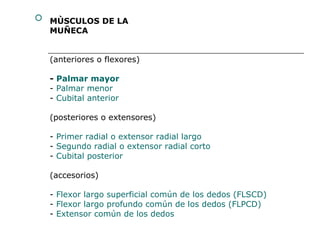  MÙSCULOS DE LA
  MUÑECA


  (anteriores o flexores)

  - Palmar mayor
  - Palmar menor
  - Cubital anterior

  (posteriores o extensores)

  - Primer radial o extensor radial largo
  - Segundo radial o extensor radial corto
  - Cubital posterior

  (accesorios)

  - Flexor largo superficial común de los dedos (FLSCD)
  - Flexor largo profundo común de los dedos (FLPCD)
  - Extensor común de los dedos
 