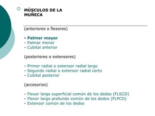   MÙSCULOS DE LA MUÑECA                                                                              (anteriores o flexores)   -  Palmar mayor -  Palmar menor -  Cubital anterior   (posteriores o extensores)   -  Primer radial o extensor radial largo -  Segundo radial o extensor radial corto -  Cubital posterior   ( accesorios )   -  Flexor largo superficial común de los dedos (FLSCD) -  Flexor largo profundo común de los dedos (FLPCD) -  Extensor común de los dedos   