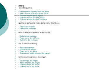 MANO                                                                                                                        (antebraquiales)   -  Flexor común superficial de los dedos -  Flexor común profundo de los dedos -  Extensor común de los dedos -  Extensor propio del dedo índice -  Extensor propio del dedo meñique   (palmares de la zona media de la mano) Interóseos   -  Interóseos  dorsales -  Interóseos  ventrales   Lumbricales(de la eminencia hipotenar)   -  Abductor de meñique -  Flexor corto del meñique -  Oponente del meñique   (de la eminencia tenar)   -  Aductor del pulgar -  Oponente del pulgar -  Flexor corto del pulgar -  Separador o abductor corto del pulgar   (antebraquiales propios del pulgar)   -  Flexor largo del pulgar -  Abductor largo del pulgar -  Extensor largo del pulgar -  Extensor corto del pulgar   