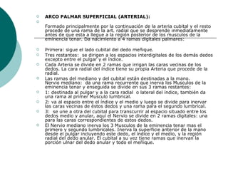 ARCO PALMAR SUPERFICIAL (ARTERIAL):   Formado principalmente por la continuación de la arteria cubital y el resto procede de una rama de la art. radial que se desprende inmediatamente antes de que esta a llegue a la región posterior de los musculos de la eminencia tenar. Da nacimiento a 4 ramas digitales palmares: Primera: sigue el lado cubital del dedo meñique. Tres restantes:  se dirigen a los espacios interdigitales de los demás dedos excepto entre el pulgar y el índice. Cada Arteria se divide en 2 ramas que irrigan las caras vecinas de los dedos. La cara radial del índice tiene su propia Arteria que procede de la radial. Las ramas del mediano y del cubital están destinadas a la mano. Nervio mediano:  da una rama recurrente que inerva los Musculos de la eminencia tenar y enseguida se divide en sus 3 ramas restantes: 1: destinada al pulgar y a la cara radial  o lateral del índice, también da una rama al primer Musculo lumbrical. 2: va al espacio entre el índice y el medio y luego se divide para inervar las caras vecinas de éstos dedos y una rama para el segundo lumbrical. 3:  se une a otra del cubital para transcurrir al espacio situado entre los dedos medio y anular, aquí el Nervio se divide en 2 ramas digitales: una para las caras correspondientes de estos dedos. El Nervio mediano inerva los 3 Musculos de la eminencia tenar mas el primero y segundo lumbricales. Inerva la superficie anterior de la mano desde el pulgar incluyendo este dedo, el índice y el medio, y la región radial del dedo anular. El cubital a su vez tiene ramas que inervan la porción ulnar del dedo anular y todo el meñique. 