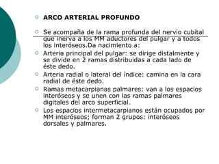 ARCO ARTERIAL PROFUNDO   Se acompaña de la rama profunda del nervio cubital que inerva a los MM aductores del pulgar y a todos los interóseos.Da nacimiento a: Arteria principal del pulgar: se dirige distalmente y se divide en 2 ramas distribuidas a cada lado de éste dedo. Arteria radial o lateral del índice: camina en la cara radial de éste dedo. Ramas metacarpianas palmares: van a los espacios interóseos y se unen con las ramas palmares digitales del arco superficial. Los espacios intermetacarpianos están ocupados por MM interóseos; forman 2 grupos: interóseos dorsales y palmares. 