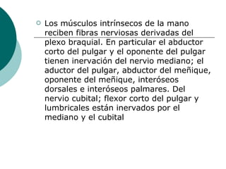 Los músculos intrínsecos de la mano reciben fibras nerviosas derivadas del plexo braquial. En particular el abductor corto del pulgar y el oponente del pulgar tienen inervación del nervio mediano; el aductor del pulgar, abductor del meñique, oponente del meñique, interóseos dorsales e interóseos palmares. Del nervio cubital; flexor corto del pulgar y lumbricales están inervados por el mediano y el cubital 