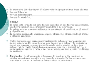 La mano está constituida por 27 huesos que se agrupan en tres áreas distintas  huesos del carpo huesos del metacarpo huesos de los dedos CARPO El carpo está formado por ocho huesos pequeños en dos hileras transversales, una hilera superior o antebraquial y una hilera o metacarpiana.  La primera comprende cuatro huesos: el escafoides, el semilunar, el piramidal y el pisiforme. La segunda comprende igualmente cuatro: el trapecio, el trapezoide, el grande y el hueso ganchoso.  Todos los huesos del carpo son irregularmente cuboides y por consiguiente tienen seis caras. De estas 6 caras  dos, la anterior o palmar y la posterior o dorsal son rugosas y están en relación con la partes blandas de la región palmar y de la región dorsal. Las otras cuatro, superior o braquial, inferior o metacarpiana, externa o radial e interna o cubital, son lisas y están recubiertas de cartílago. Escafoides : Es el hueso más voluminoso de la primera fila, que toma su nombre de su forma parecida a una barquilla o esquife. De las seis caras del escafoides, tres son articulares y las otras tres no articulares 
