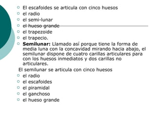 El escafoides se articula con cinco huesos el radio el semi-lunar el hueso grande el trapezoide el trapecio.  Semilunar:  Llamado así porque tiene la forma de media luna con la concavidad mirando hacia abajo, el semilunar dispone de cuatro carillas articulares para con los huesos inmediatos y dos carillas no articulares. El semilunar se articula con cinco huesos el radio el escafoides el piramidal  el ganchoso  el hueso grande 