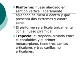 Pisiforme:  hueso alargado en sentido vertical. ligeramente aplanado de fuera a dentro y que presenta dos extremos y cuatro caras. El pisiforme se articula únicamente con el hueso piramidal Trapecio:  el trapecio, situado entre el escafoides y el primer metacarpiano, tiene tres carillas articulares y tres carillas no articulares. 