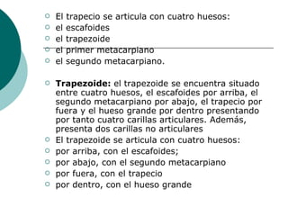 El trapecio se articula con cuatro huesos: el escafoides el trapezoide el primer metacarpiano el segundo metacarpiano.  Trapezoide:  el trapezoide se encuentra situado entre cuatro huesos, el escafoides por arriba, el segundo metacarpiano por abajo, el trapecio por fuera y el hueso grande por dentro presentando por tanto cuatro carillas articulares. Además, presenta dos carillas no articulares El trapezoide se articula con cuatro huesos: por arriba, con el escafoides; por abajo, con el segundo metacarpiano por fuera, con el trapecio por dentro, con el hueso grande 