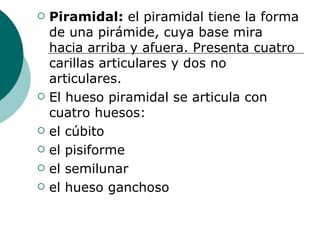 Piramidal:  el piramidal tiene la forma de una pirámide, cuya base mira hacia arriba y afuera. Presenta cuatro carillas articulares y dos no articulares. El hueso piramidal se articula con cuatro huesos: el cúbito el pisiforme el semilunar el hueso ganchoso 