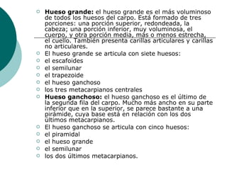 Hueso grande:  el hueso grande es el más voluminoso de todos los huesos del carpo. Está formado de tres porciones: una porción superior, redondeada, la cabeza; una porción inferior, muy voluminosa, el cuerpo, y otra porción media, más o menos estrecha, el cuello. También presenta carillas articulares y carillas no articulares . El hueso grande se articula con siete huesos:  el escafoides el semilunar el trapezoide el hueso ganchoso los tres metacarpianos centrales Hueso ganchoso:  el hueso ganchoso es el último de la segunda fila del carpo. Mucho más ancho en su parte inferior que en la superior, se parece bastante a una pirámide, cuya base está en relación con los dos últimos metacarpianos. El hueso ganchoso se articula con cinco huesos:  el piramidal el hueso grande el semilunar los dos últimos metacarpianos.  