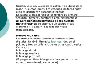Constituye el esqueleto de la palma y del dorso de la mano, 5 huesos largos. Los espacios limitados entre ellos se denominan espacios interiósos. De lateral a medial reciben el nombre de primero, segundo , tercero , cuarto y quinto metacarpiano. a) Características comunes de los huesos metacarpianos  Se distingue un cuerpo y dos extremos : la base y la cabeza del hueso metacarpiano. Huesos digitales Las manos humanas contienen catorce huesos digitales, también llamados  falanges : dos en el pulgar, y tres en cada uno de los otros cuatro dedos. Estos son: la falange distal la falange media y la falange proximal. (El pulgar no tiene falange media y por eso no es correcto considerarlo como dedo). 