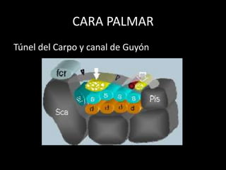 CARA PALMAR
Túnel del Carpo y canal de Guyón

 