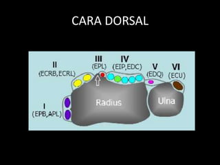 CARA DORSAL

 