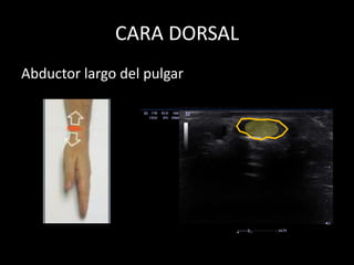 CARA DORSAL
Abductor largo del pulgar

 