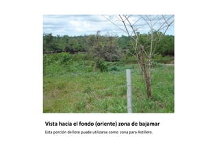 Vista hacia el fondo (oriente) zona de bajamar  Esta porción del lote puede utilizarse como  zona para Astillero. 