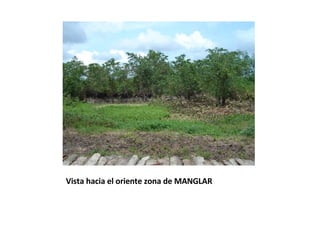 Vista hacia el oriente zona de MANGLAR 