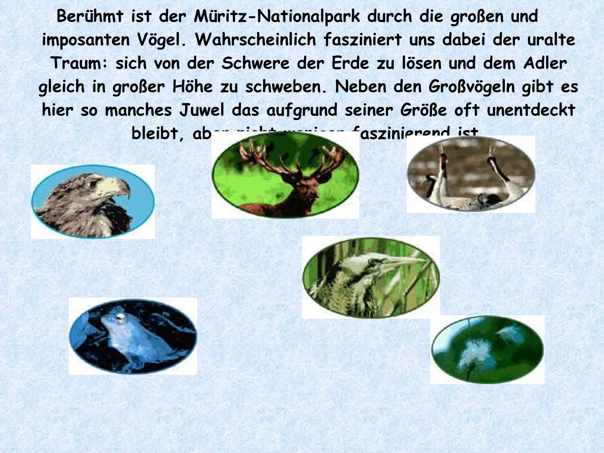 Berühmt ist der Müritz-Nationalpark durch die großen und imposanten Vögel. Wahrscheinlich fasziniert uns dabei der uralte Traum: sich von der Schwere der Erde zu lösen und dem Adler gleich in großer Höhe zu schweben. Neben den Großvögeln gibt es hier so manches Juwel das aufgrund seiner Größe oft unentdeckt bleibt, aber nicht weniger faszinierend ist. 