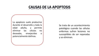 La apoptosis suele producirse
durante el desarrollo y toda la
edad adulta, y permite
eliminar las células no
deseadas, envejecidas o
potencialmente dañinas.
Se trata de un acontecimiento
patológico cuando las células
enfermas sufren lesiones no
susceptibles de ser reparadas
y se eliminan.
 
