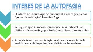 • El interés de la autofagia se fomenta al estar regulado por
¨genes de autofagia¨ llamados Atgs.
• Se sugiere que su mecanismo induce la muerte celular
distinta a la necrosis y apoptosis (mecanismo desconocido).
• Se ha planteado que la autofagia puede ser un mecanismo de
perdida celular de importancia en distintas enfermedades.
 