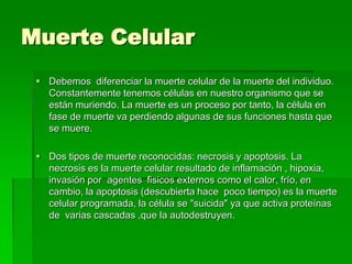 Muerte Celular
 Debemos diferenciar la muerte celular de la muerte del individuo.
Constantemente tenemos células en nuestro organismo que se
están muriendo. La muerte es un proceso por tanto, la célula en
fase de muerte va perdiendo algunas de sus funciones hasta que
se muere.
 Dos tipos de muerte reconocidas: necrosis y apoptosis. La
necrosis es la muerte celular resultado de inflamación , hipoxia,
invasión por agentes fisicos externos como el calor, frío, en
cambio, la apoptosis (descubierta hace poco tiempo) es la muerte
celular programada, la célula se "suicida" ya que activa proteínas
de varias cascadas ,que la autodestruyen.
 