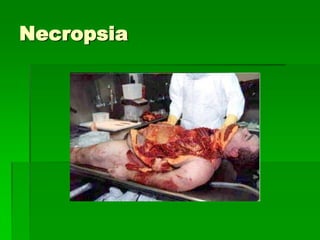 Necropsia
 