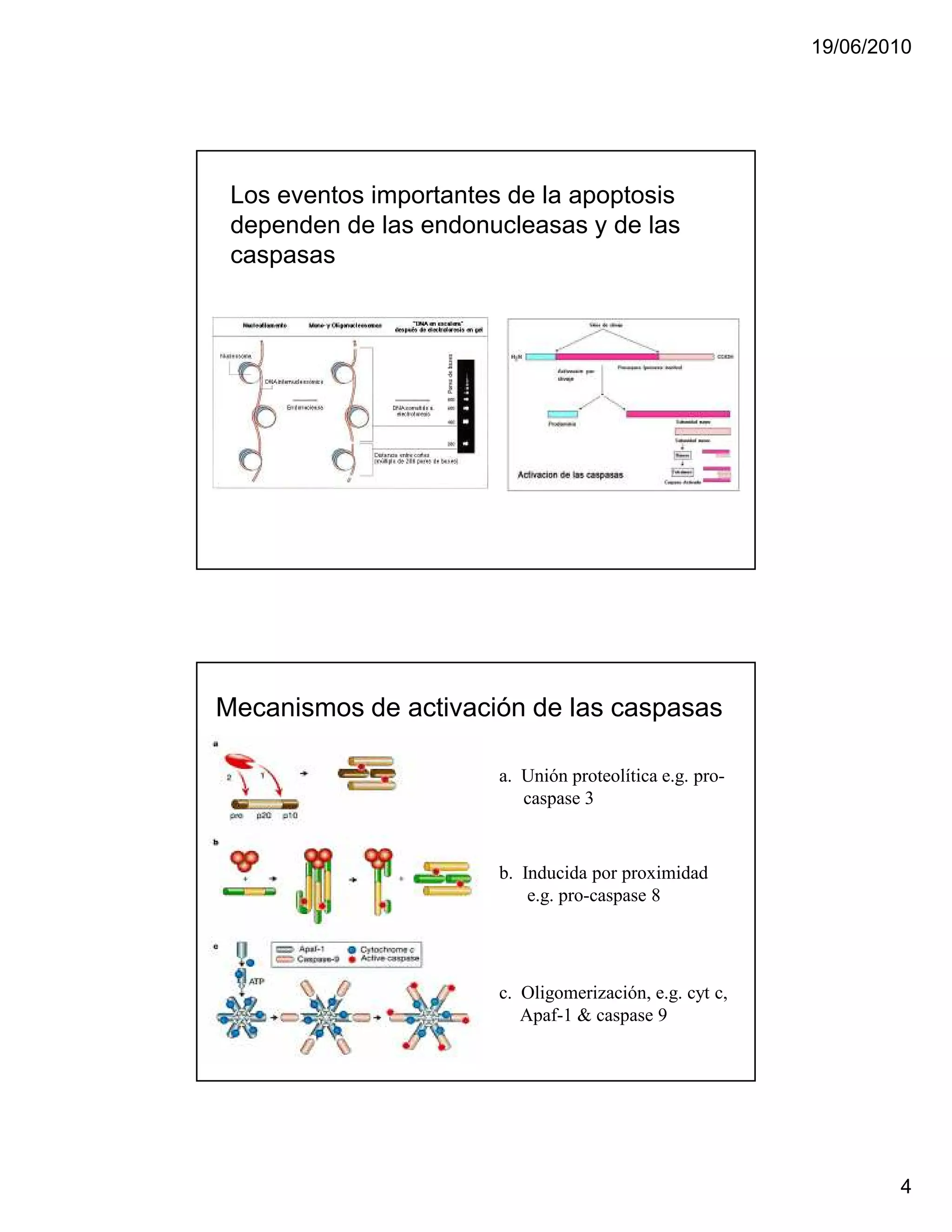 19/06/2010




 Los eventos importantes de la apoptosis
 dependen de las endonucleasas y de las
 caspasas




Mecanismos de activación de las caspasas

                        a. Unión proteolítica e.g. pro-
                           caspase 3



                        b. Inducida por proximidad
                            e.g. pro-caspase 8




                        c. Oligomerización, e.g. cyt c,
                           Apaf-1 & caspase 9




                                                                  4
 