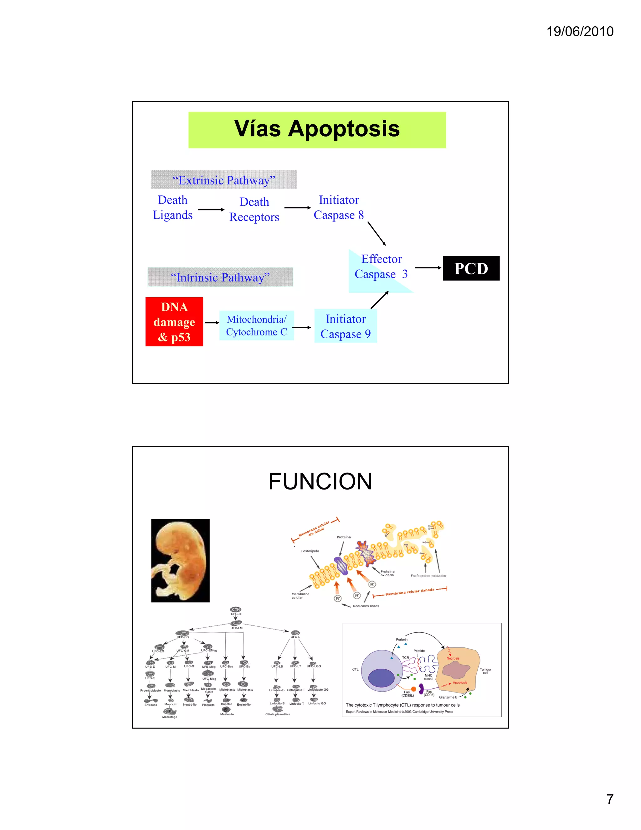 19/06/2010




               Vías Apoptosis

   “Extrinsic Pathway”
 Death         Death          Initiator
Ligands       Receptors      Caspase 8


                                      Effector
   “Intrinsic Pathway”               Caspase 3   PCD

 D A
damage       Mitochondria/     Initiator
             Cytochrome C     Caspase 9
 & p53




                     FUNCION




                                                               7
 
