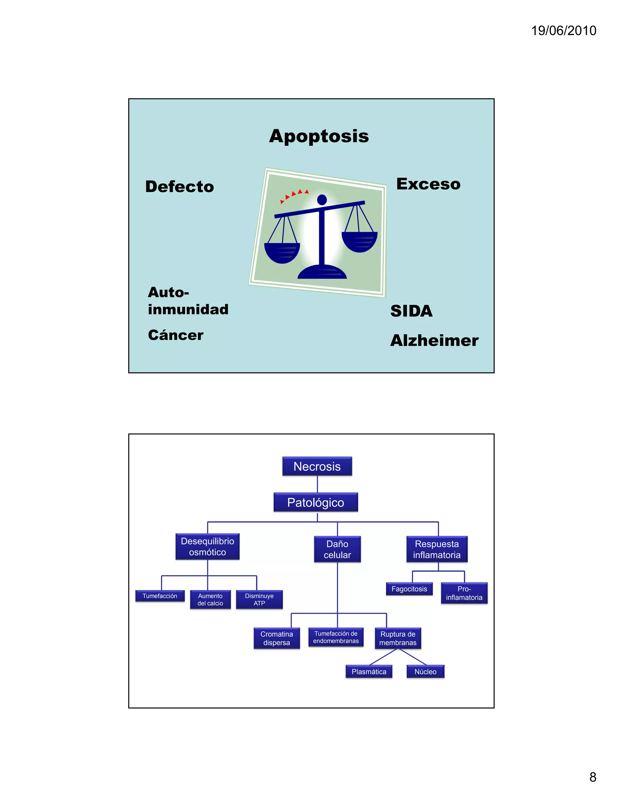 19/06/2010




                                      Apoptosis

Defecto                                                                      Exceso




 Auto-
 inmunidad                                                                  SIDA
 Cáncer                                                                     Alzheimer




                                               Necrosis

                                           Patológico


              Desequilibrio                           Daño                         Respuesta
               osmótico                              celular                      inflamatoria


                                                                            Fagocitosis          Pro-
Tumefacción       Aumento      Disminuye                                                    inflamatoria
                  del calcio      ATP




                                   Cromatina      Tumefacción de      Ruptura de
                                    dispersa      endomembranas       membranas



                                                               Plasmática          Núcleo




                                                                                                                   8
 