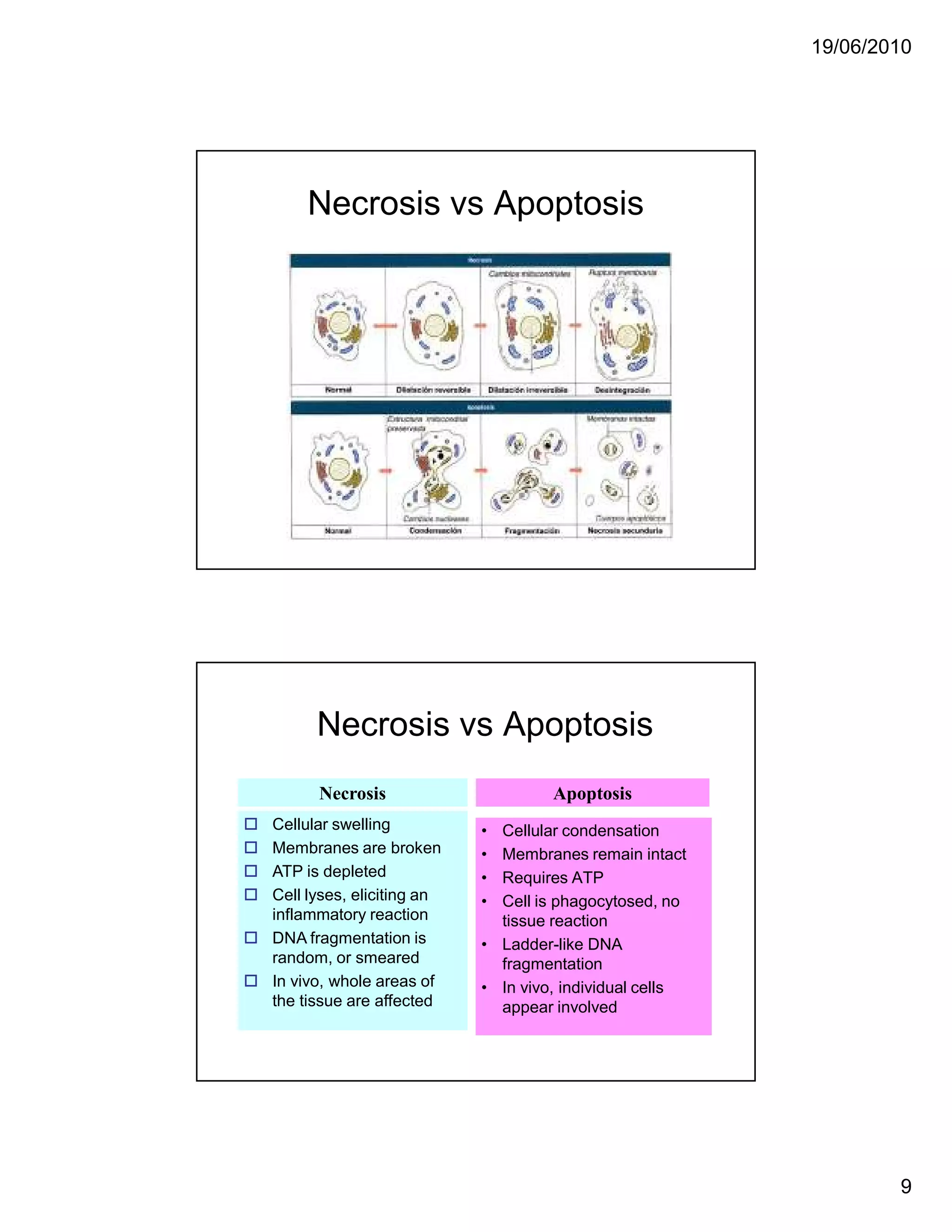 19/06/2010




     Necrosis vs Apoptosis




      Necrosis vs Apoptosis
        ecrosis                     Apoptosis
Cellular swelling          • Cellular condensation
Membranes are broken       • Membranes remain intact
ATP is depleted            • Requires ATP
Cell lyses, eliciting an   • Cell is phagocytosed, no
inflammatory reaction        tissue reaction
DNA fragmentation is       • Ladder-like DNA
random, or smeared           fragmentation
In vivo, whole areas of    • In vivo, individual cells
the tissue are affected      appear involved




                                                                 9
 