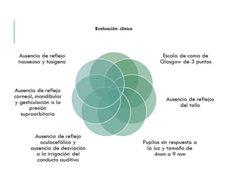 Evaluación clínica 
Escala de coma de 
Glasgow de 3 puntos 
Ausencia de reflejos del 
tallo 
Pupilas sin respuesta a la 
luz y tamaño de 4mm a 9 
mm 
Ausencia de reflejo 
nauseoso y tusígeno 
Ausencia de reflejo 
corneal, mandibular y 
gesticulación a la 
presión supraorbitaria 
Ausencia de reflejo 
oculocefálico y ausencia 
de desviación a la 
irrigación del conducto 
auditivo 
 