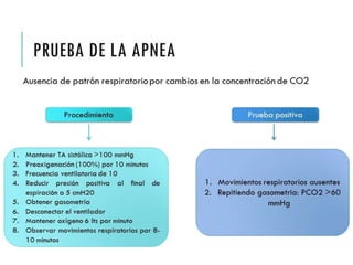 PRUEBA DE LA APNEA 
Ausencia de patrón respiratorio por cambios en la concentración 
de CO2 
Procedimiento Prueba positiva 
1. Mantener TA sistólica >100 mmHg 
2. Preoxigenación (100%) por 10 
minutos 
3. Frecuencia ventilatoria de 10 
4. Reducir presión positiva al final de 
espiración a 5 cmH20 
5. Obtener gasometría 
6. Desconectar el ventilador 
7. Mantener oxígeno 6 lts por minuto 
8. Observar movimientos 
respiratorios por 8-10 minutos 
1. Movimientos respiratorios 
ausentes 
2. Repitiendo gasometría: 
PCO2 >60 mmHg 
 